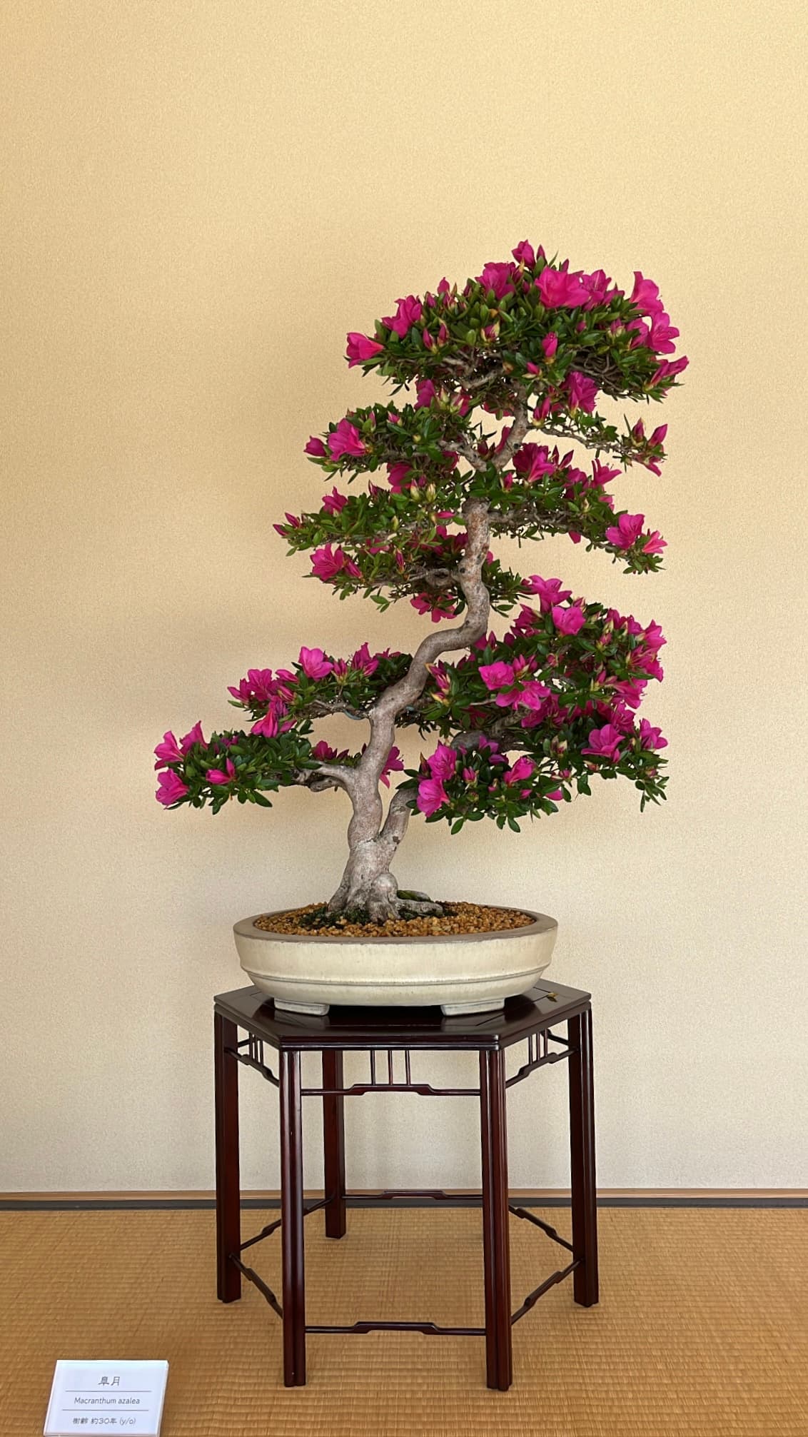 Bonsai 1, Kyoto