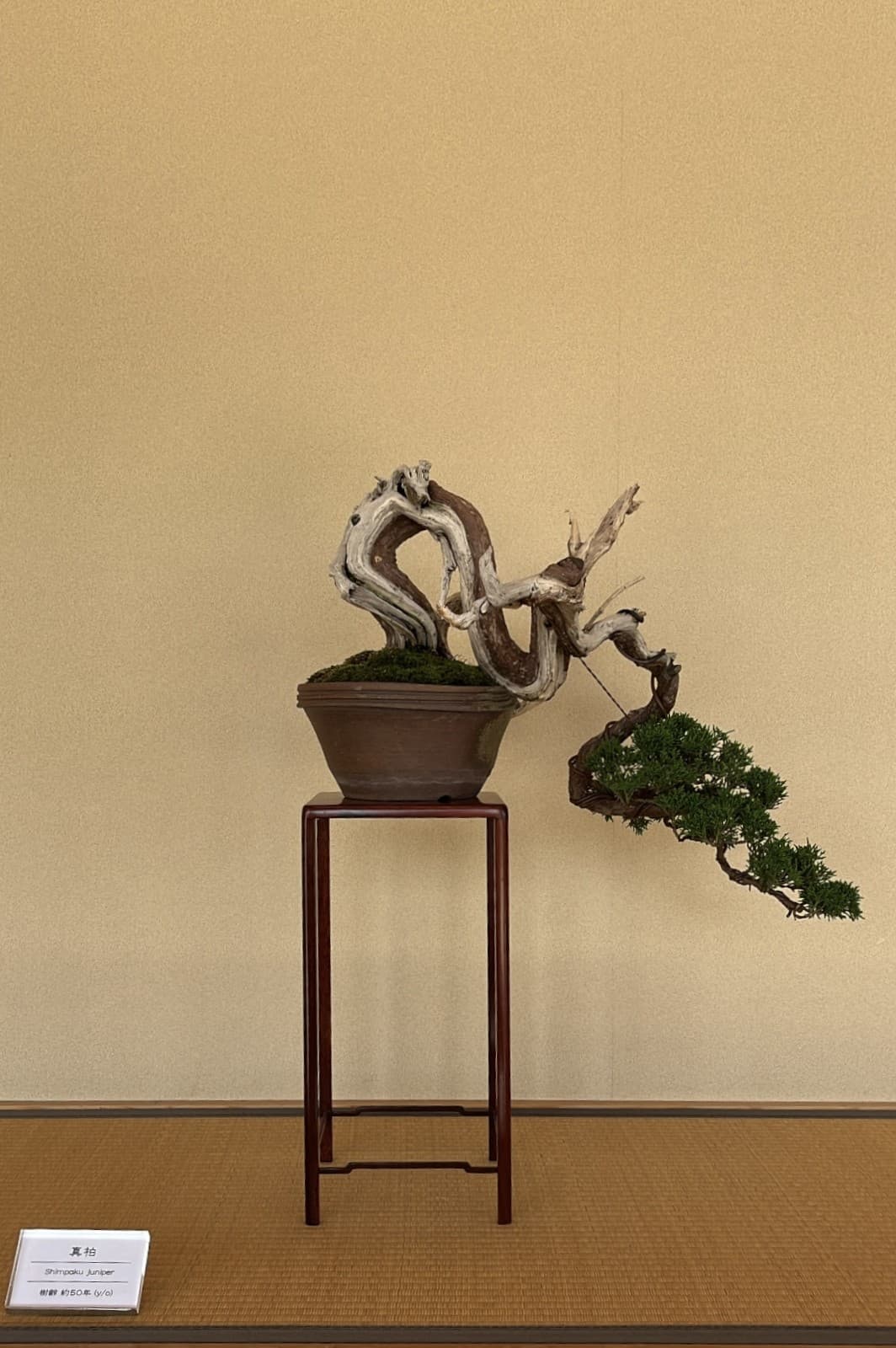 Bonsai 2, Kyoto