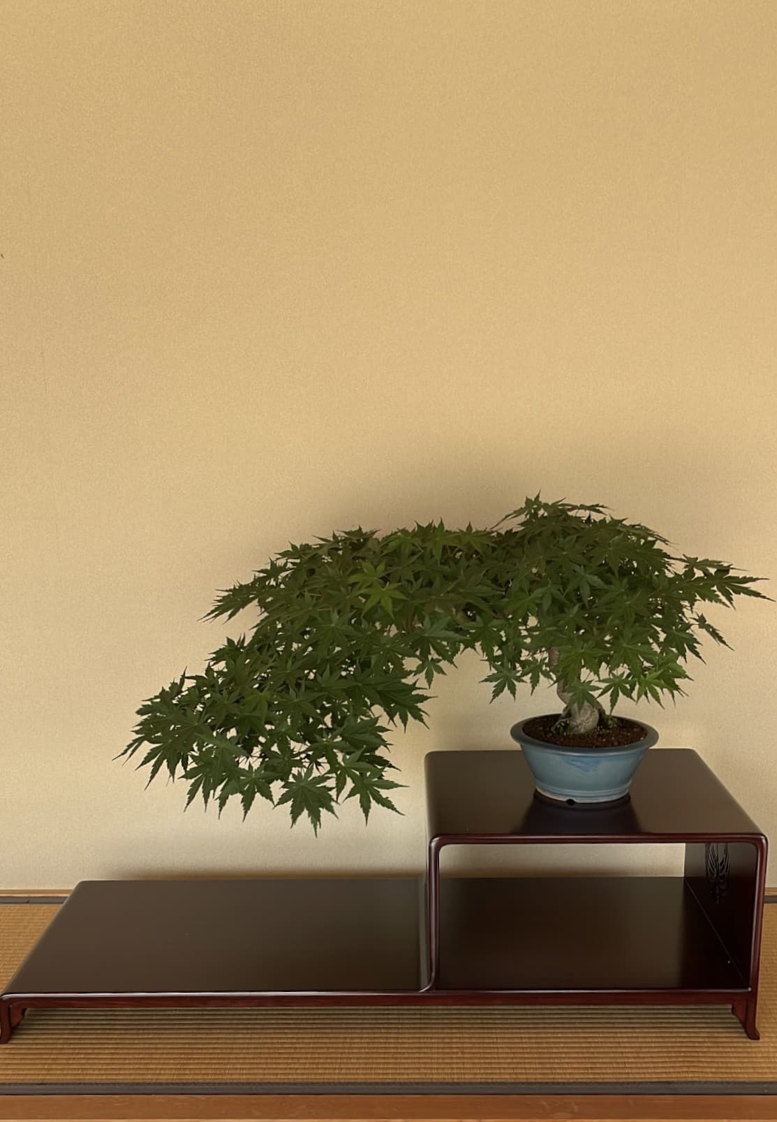 Bonstai 3, Kyoto