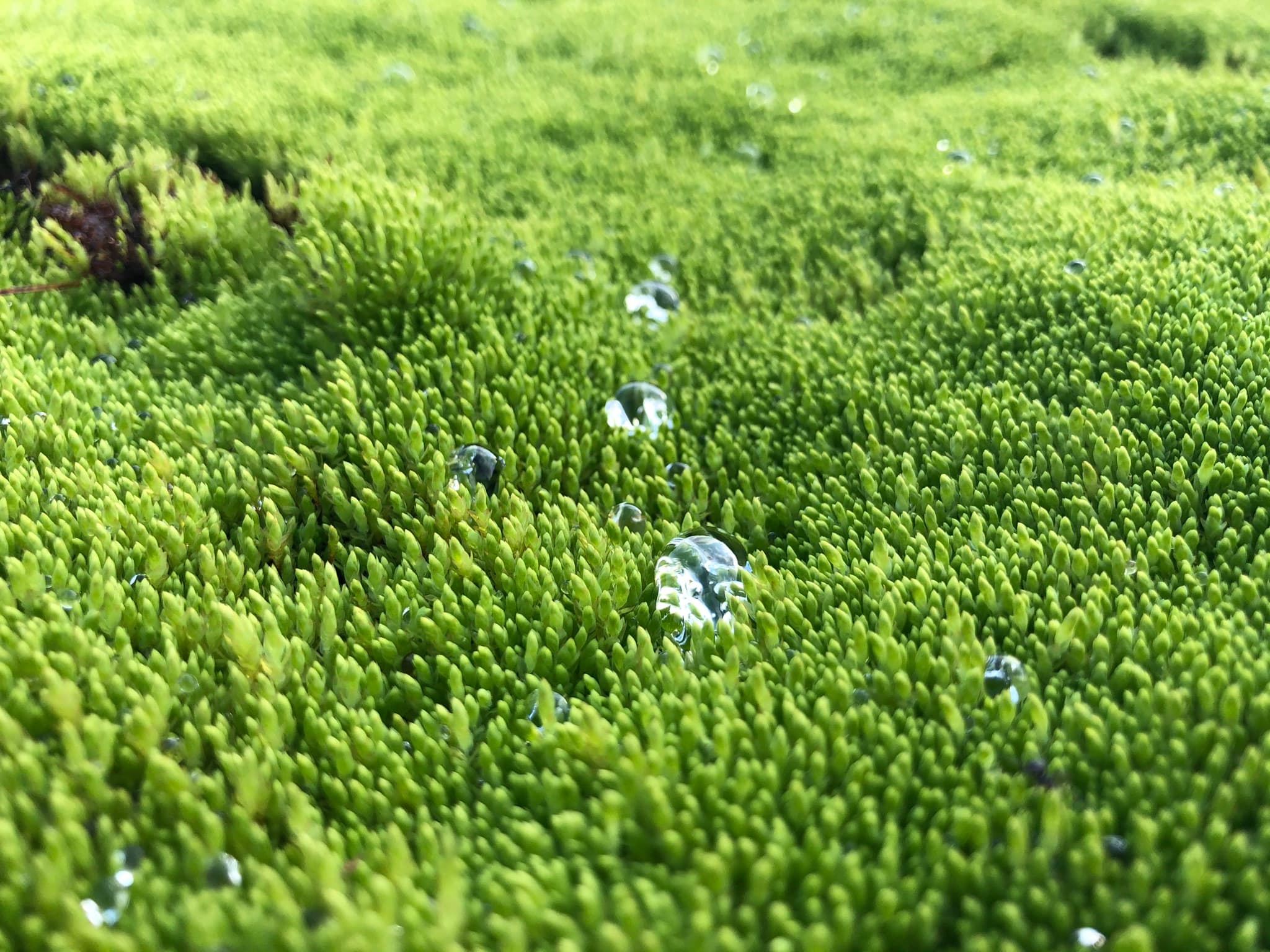Droplets, Finse