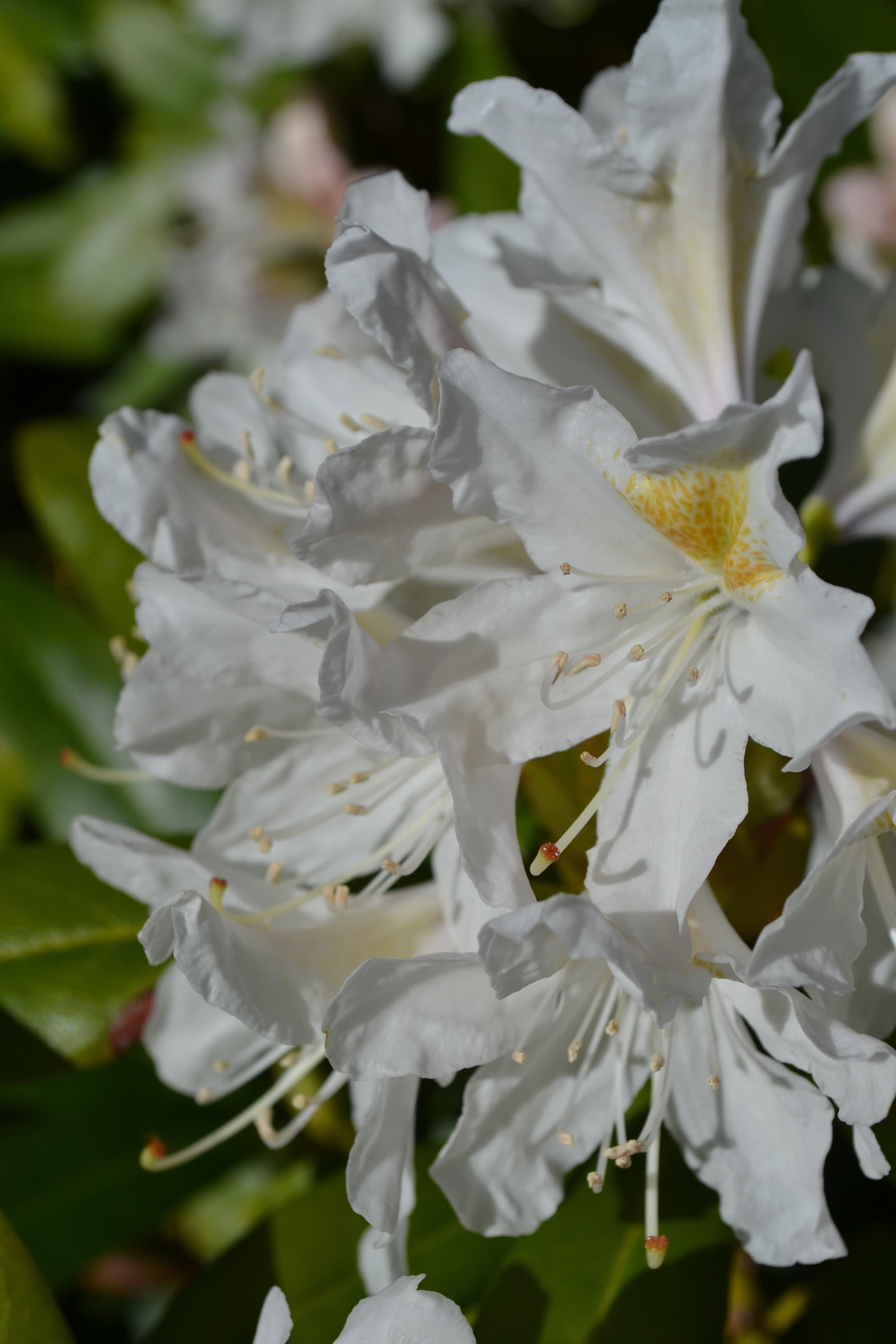 Flower, Nesodden