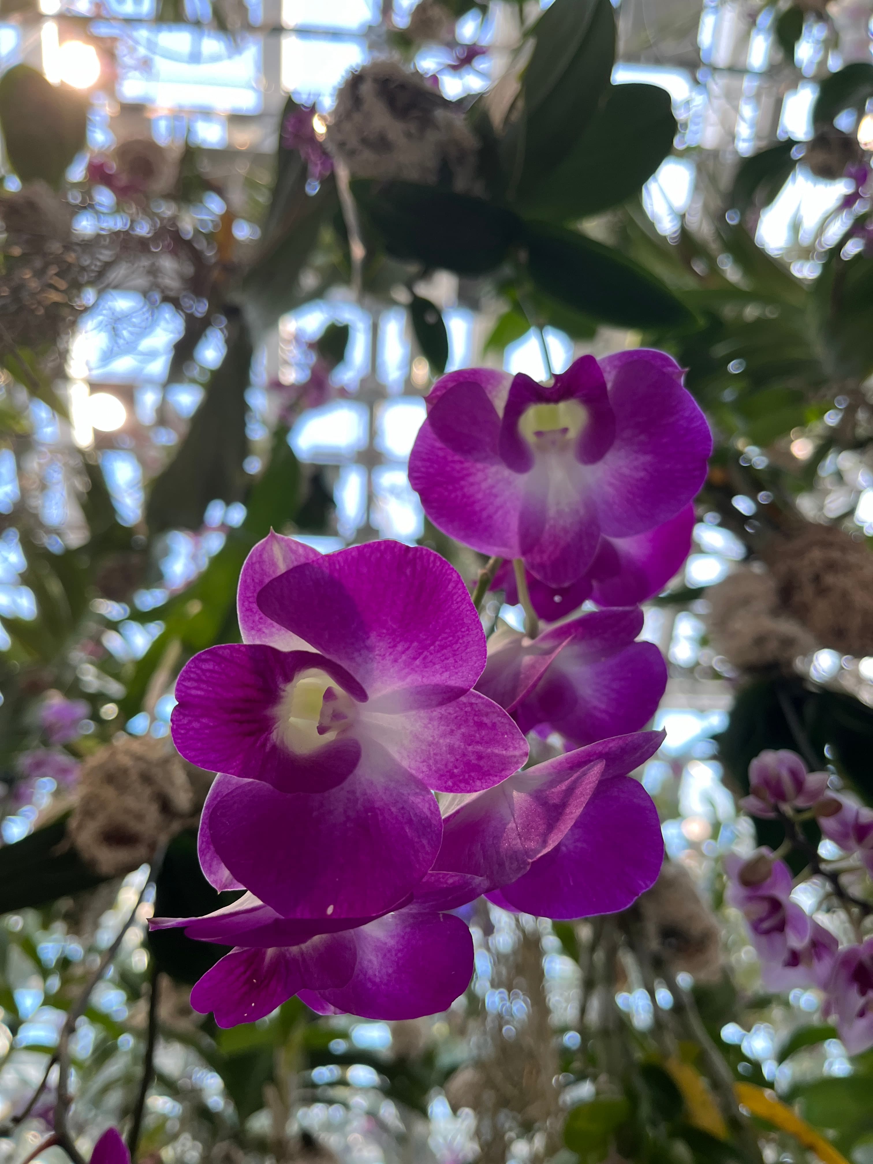 Flower, Team Labs, Tokyo