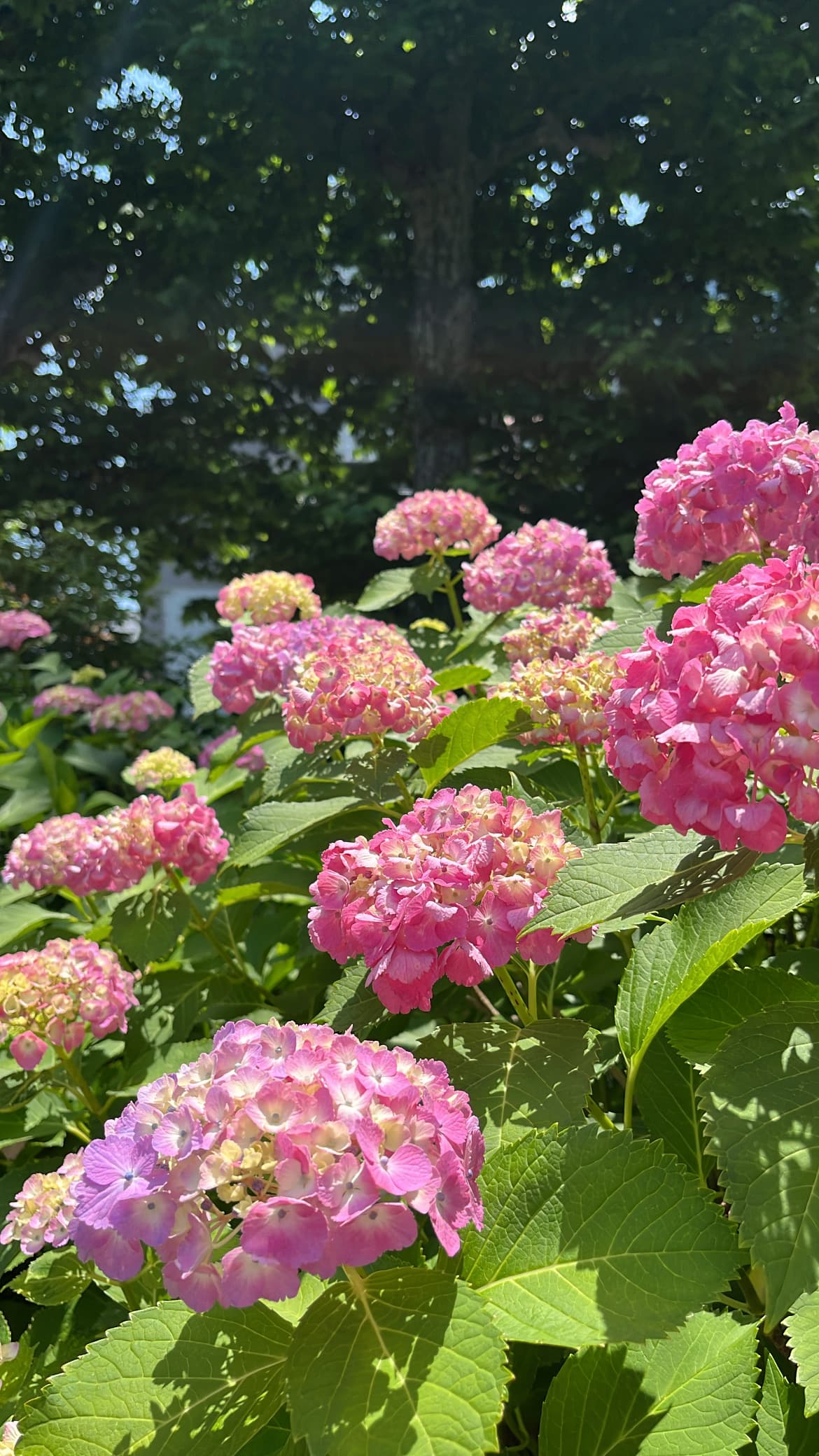 Flower, Ueno Park, Tokyo
