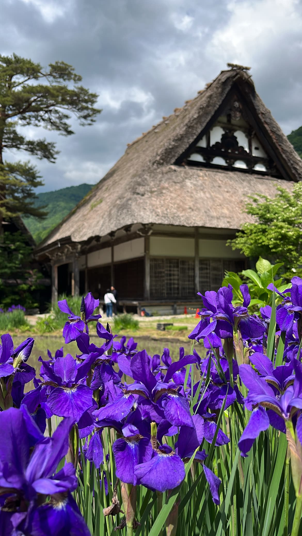 Flowers, Shirakawa, Gifu