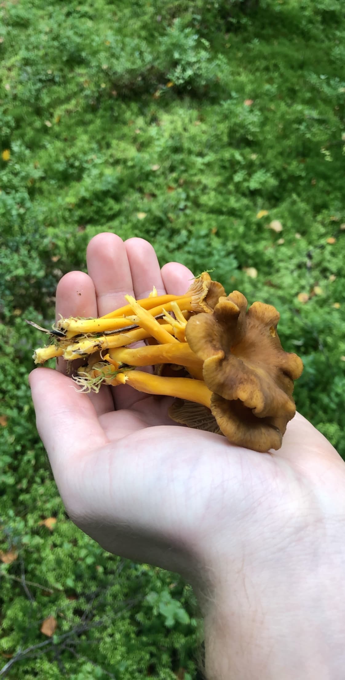 Funnel Chanterelle, Undisclosed