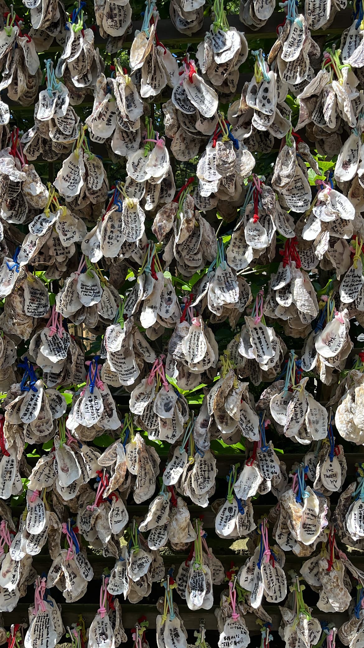 Oyster Shells, Kamakura