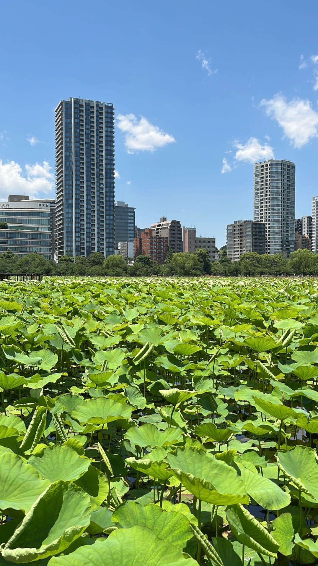 Pond, Ueno, Japan