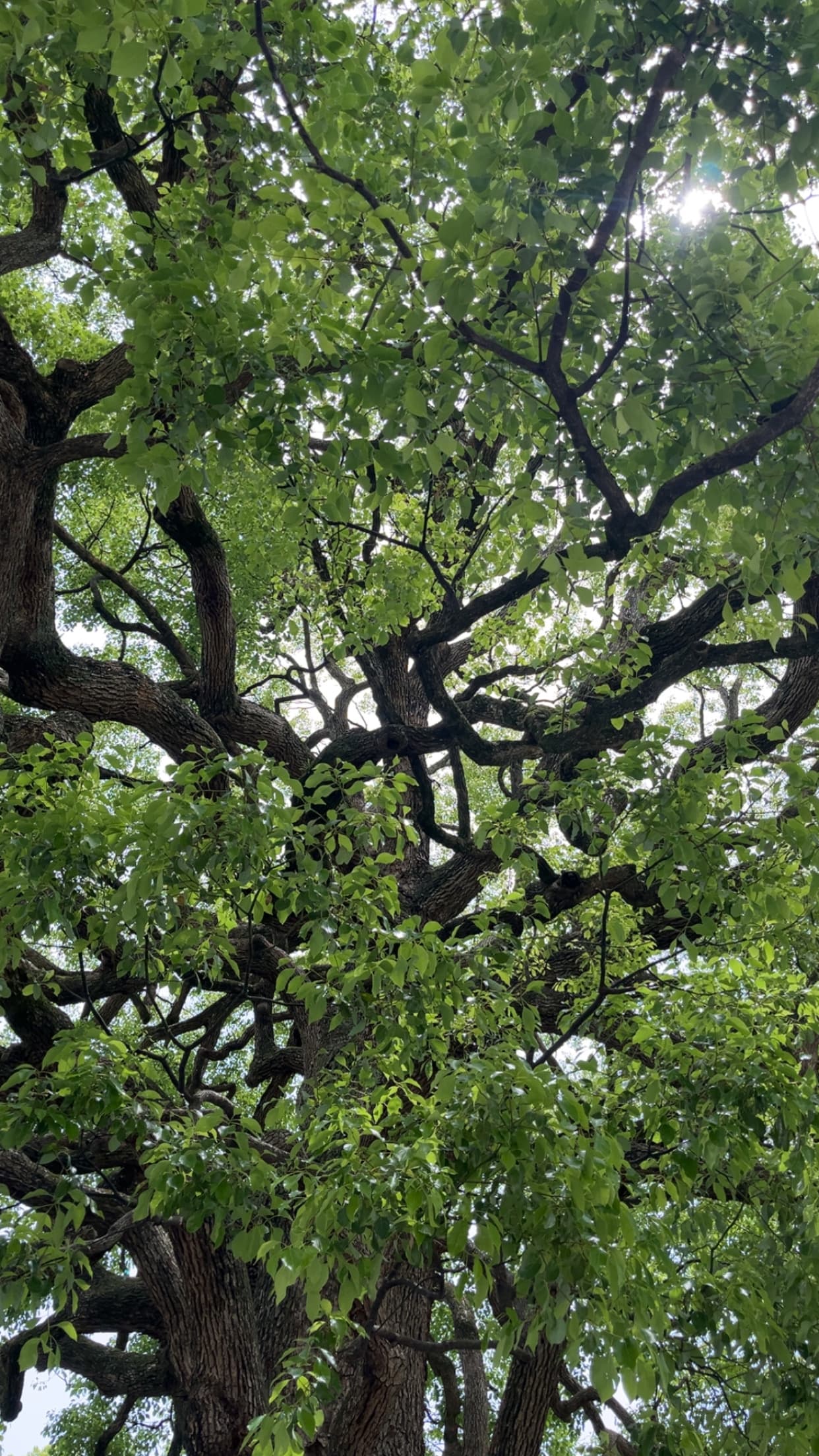Trees, Meiji Jingu Gyoen, Tokyo