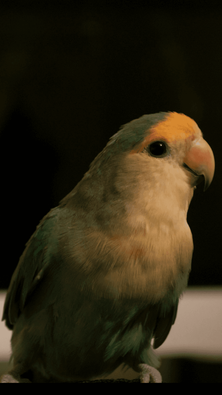 Uno, Parrot